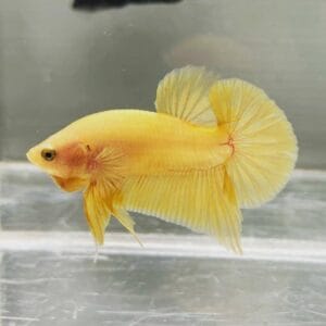 Yellow Giant Plakat Betta