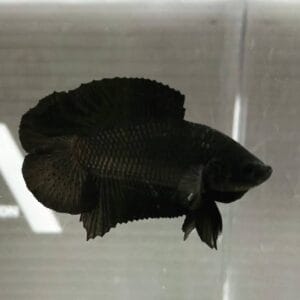 Black Plakat Double Tail Betta