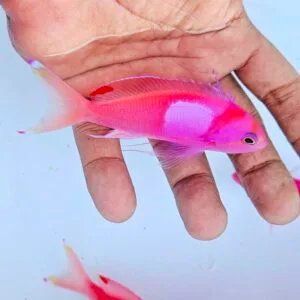 Squarespot anthias (Pseudanthias pleurotaenia)