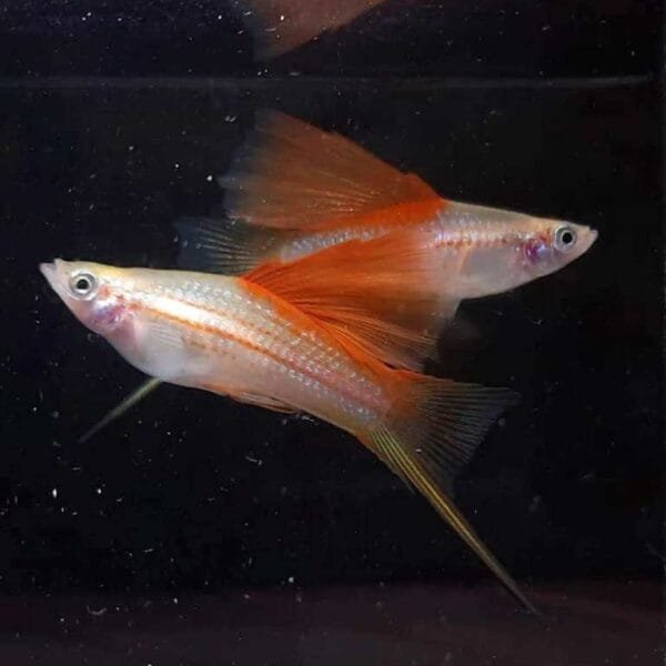 Pineapple Hifin Swordtail