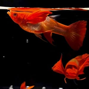 Μεγάλο αυτί Albino Koi Guppy