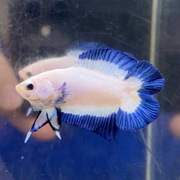 Blue Rim Plakat Double Tail Betta