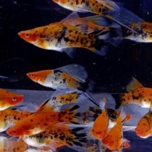 Sanke Hifin Swordtail