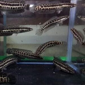 Channa argus (Northern snakehead)