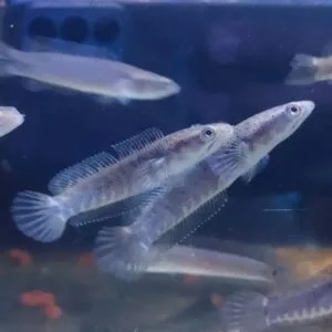 Get Channa Barca with Live Arrival Guarantee