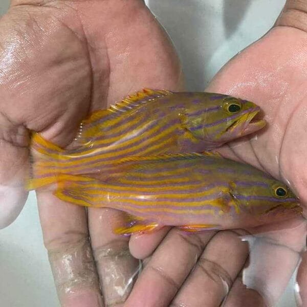 Harlequin grouper (Cephalopholis polleni)