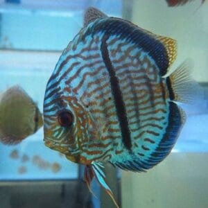 Heckel Cross Discus