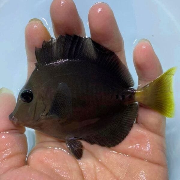 Indonesian sawtail tang (Prionurus chrysurus)