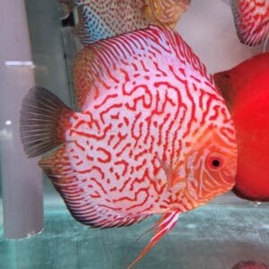 Pombo vermelho Discus