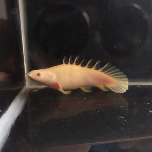 Short Body Albino Senegalus Bichir