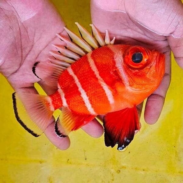 Japenese bigeye squirrelfish (Pristigenys niphonia)