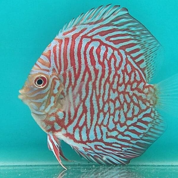 White Tiger Discus