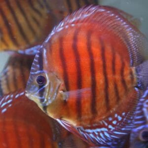 Red Alenquer Discus