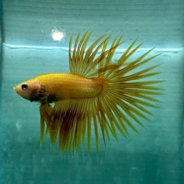 Yellow Crowntail Betta