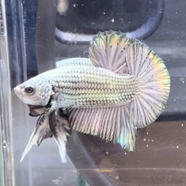 Copper Halfmoon Plakat Betta