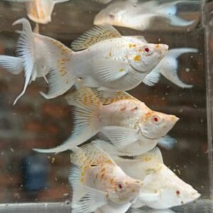 Platinum Red Eyes Gold Spotted Lyretail Balloon Molly