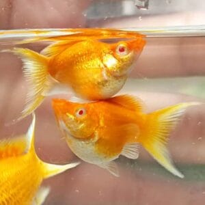 Golden Red Eye Lyretail Balloon Molly