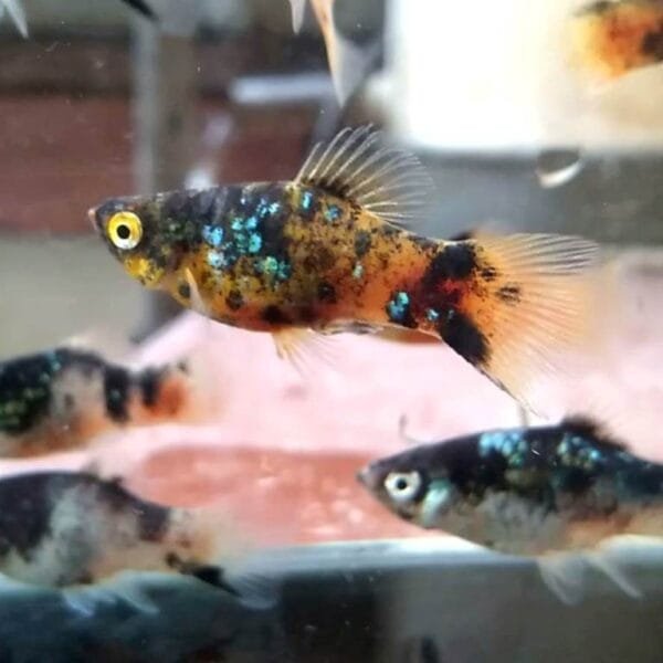 Neon Bumblebee Maculatus Platy