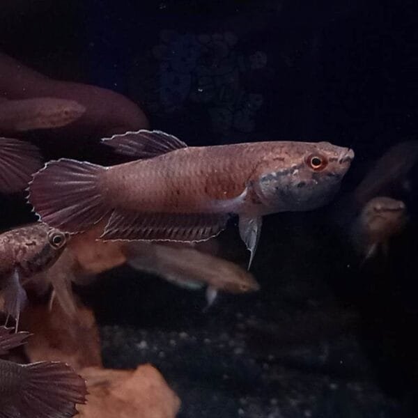 Wild Betta Picta