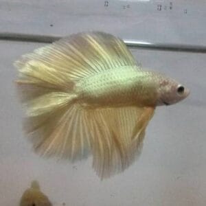 Gold Halfmoon Double Tail Betta