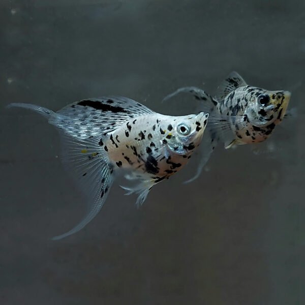 Dalmatian Lyretail Balloon Molly