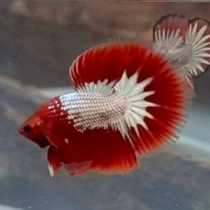 Κόκκινο κεφάλι Fancy Halfmoon Betta