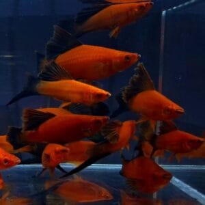 Red Wag Hifin Swordtail