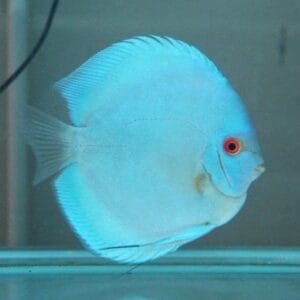 Blue Diamond Discus