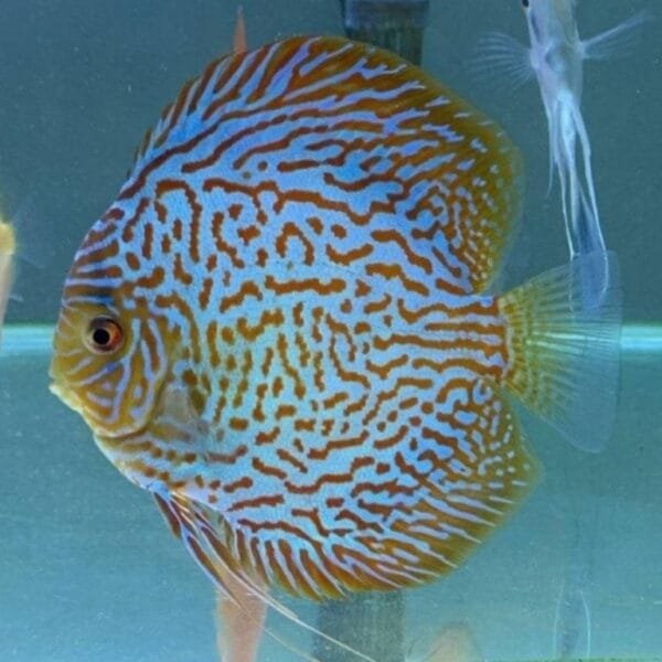 Blue Turquoise Discus