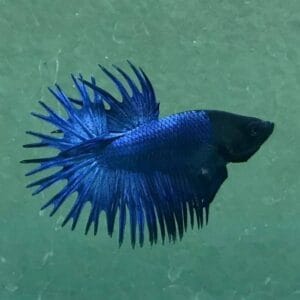 Royal Blue Crowntail Betta