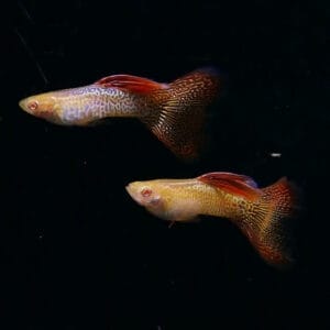 Albino Red Snakeskin Guppy