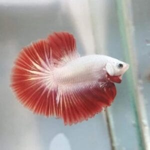 Red Dragon Halfmoon Betta