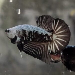 Black Samurai Halfmoon Plakat Betta