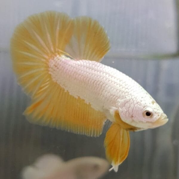 Yellow Dragon Halfmoon Plakat Betta