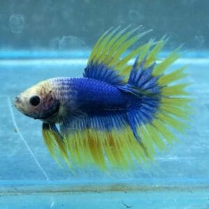 Yellow Mascot Crowntail Betta