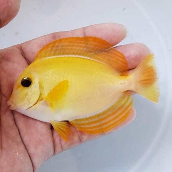 Aberrant Acanthurus Xanthopterus