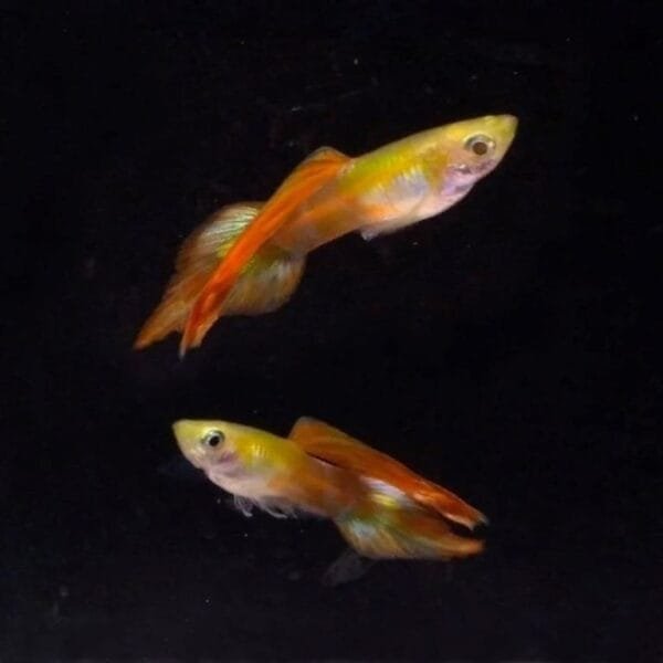 Red Neon Spear Tail Guppy