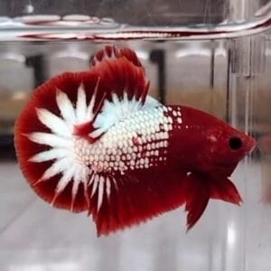 Κόκκινο κεφάλι Fancy Halfmoon Plakat Betta