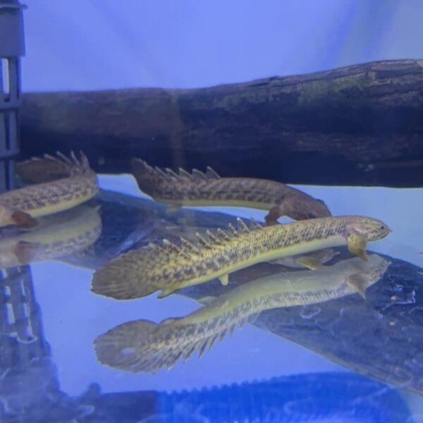 Polypterus Teugelsi