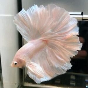 Platinum Halfmoon Rosetail Betta