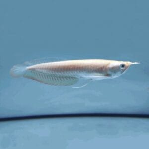 Silver Albino Arowana