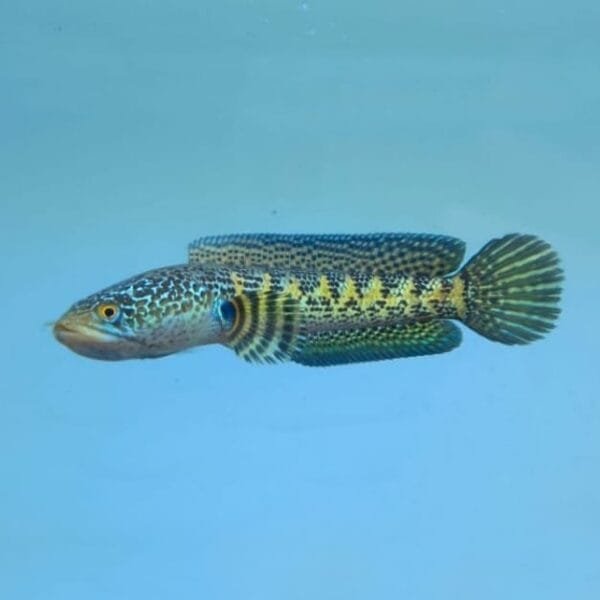 Orange Spotted Snakehead