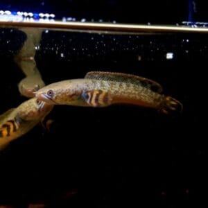 Cabeza de serpiente de chocolate (Channa brunnea)