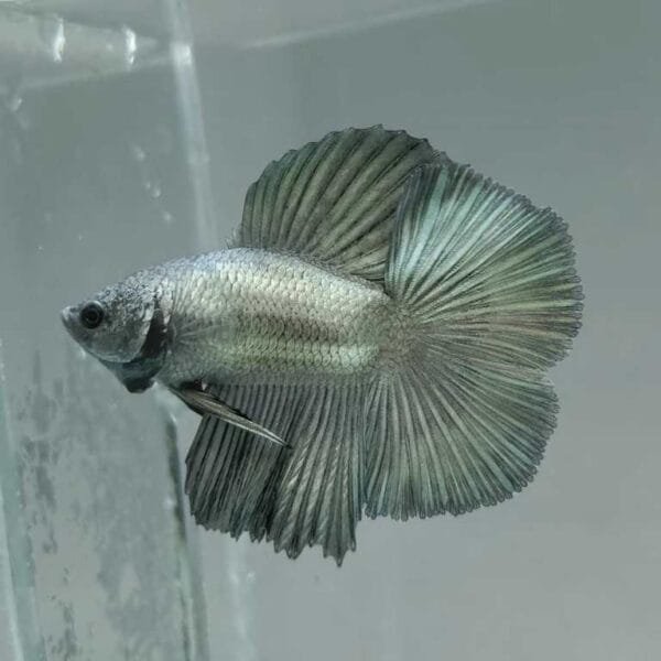 Copper Halfmoon Double Tail Betta