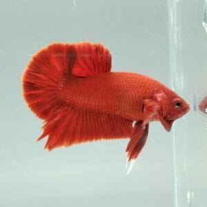 Red Giant Plakat Betta