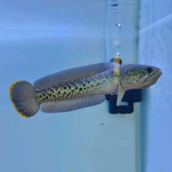 Barca Snakehead