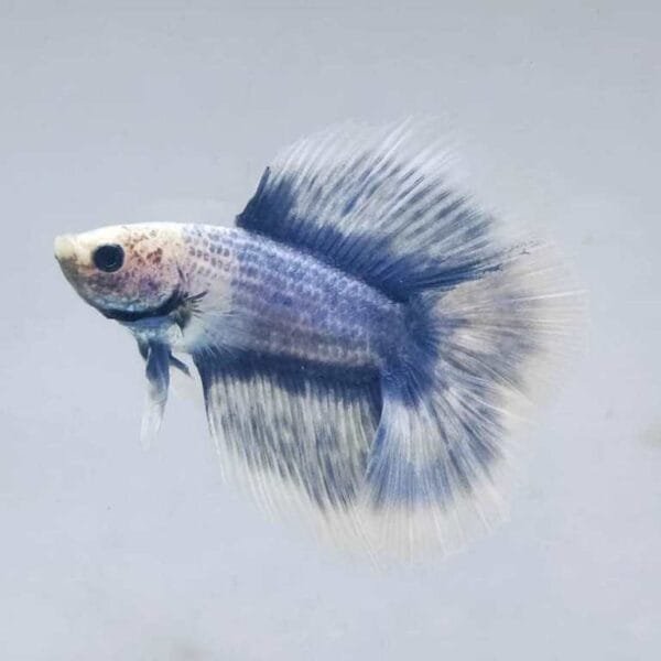 Grizzle Halfmoon Double Tail Betta