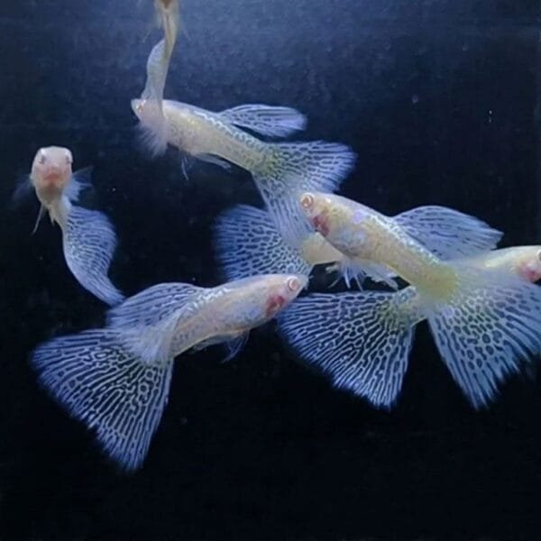 Albino Blue Lace Guppy