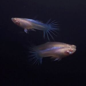 Albino Blue Sky Crowntail Guppy