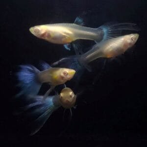 Albino Blue Sky Swallow Ribbon Guppy